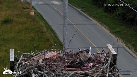 Fishers Island Middle Farms Ospreys Live Webcam - Jul 15, 2026, 7:04pm EDT