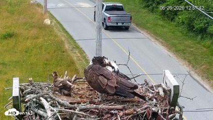 Fishers Island Middle Farms Ospreys Live Webcam - Jun 26, 2026, 12:58pm EDT