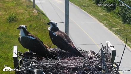 Fishers Island Middle Farms Ospreys Live Webcam - Aug 8, 2026, 3:16pm EDT