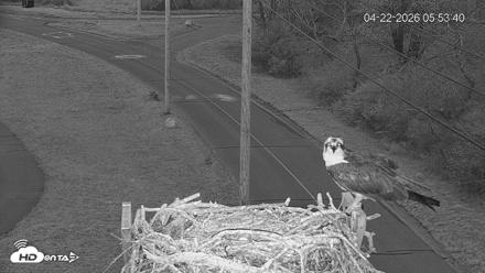 Fishers Island Middle Farms Ospreys Live Webcam - Apr 22, 2026, 7:26am EDT
