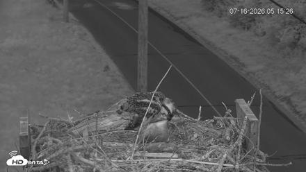 Fishers Island Middle Farms Ospreys Live Webcam - Jul 16, 2026, 5:16am EDT