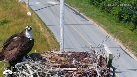 Fishers Island Middle Farms Ospreys Live Webcam - Jun 30, 2026, 10:19am EDT