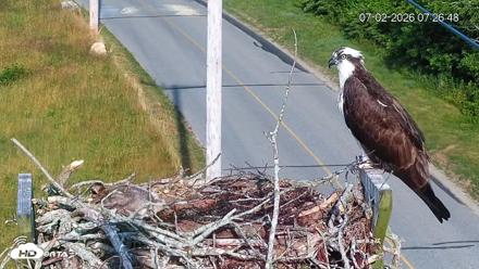 Fishers Island Middle Farms Ospreys Live Webcam - Jul 2, 2026, 7:27am EDT