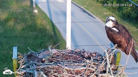 Fishers Island Middle Farms Ospreys Live Webcam - Aug 9, 2026, 6:42am EDT