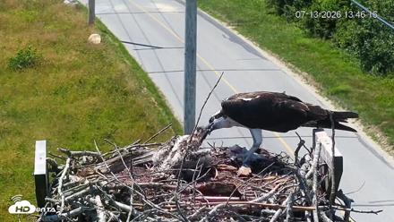 Fishers Island Middle Farms Ospreys Live Webcam - Jul 13, 2026, 1:47pm EDT