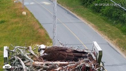 Fishers Island Middle Farms Ospreys Live Webcam - Jun 18, 2026, 1:07pm EDT
