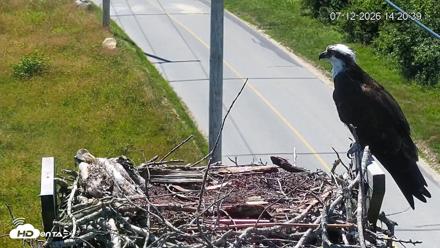 Fishers Island Middle Farms Ospreys Live Webcam - Jul 12, 2026, 2:21pm EDT