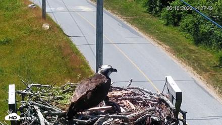 Fishers Island Middle Farms Ospreys Live Webcam - Jun 16, 2026, 2:28pm EDT