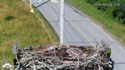 Fishers Island Middle Farms Ospreys Live Webcam - Jul 8, 2026, 9:15am EDT