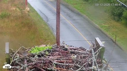 Fishers Island Middle Farms Ospreys Live Webcam - Sep 13, 2026, 11:49am EDT