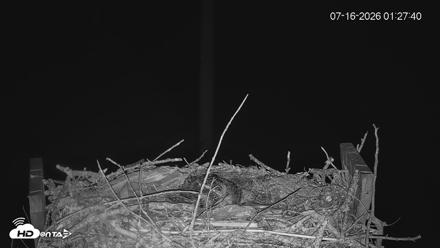Fishers Island Middle Farms Ospreys Live Webcam - Jul 16, 2026, 1:29am EDT