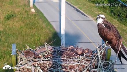 Fishers Island Middle Farms Ospreys Live Webcam - Aug 9, 2026, 7:03am EDT
