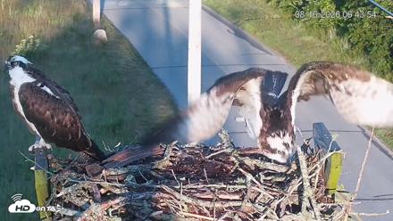 Fishers Island Middle Farms Ospreys Live Webcam - Aug 16, 2026, 6:54am EDT