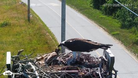 Fishers Island Middle Farms Ospreys Live Webcam - Jul 1, 2026, 3:44pm EDT