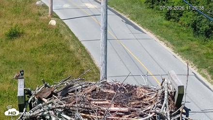 Fishers Island Middle Farms Ospreys Live Webcam - Jul 26, 2026, 11:26am EDT