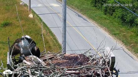 Fishers Island Middle Farms Ospreys Live Webcam - Jul 5, 2026, 12:06pm EDT