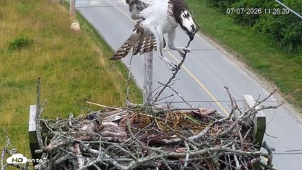 Fishers Island Middle Farms Ospreys Live Webcam - Jul 7, 2026, 11:30am EDT