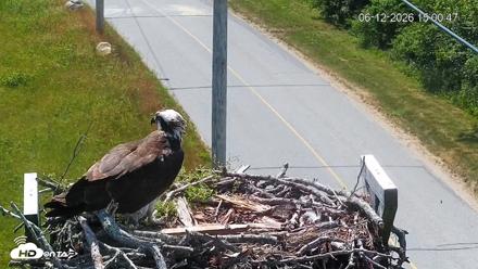 Fishers Island Middle Farms Ospreys Live Webcam - Jun 12, 2026, 3:01pm EDT