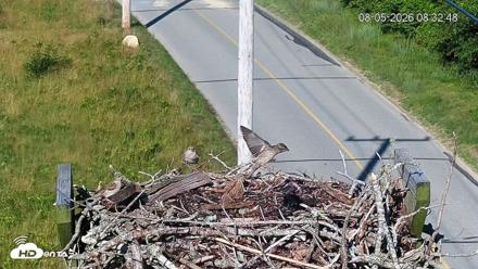 Fishers Island Middle Farms Ospreys Live Webcam - Aug 5, 2026, 8:33am EDT
