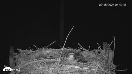 Fishers Island Middle Farms Ospreys Live Webcam - Jul 15, 2026, 4:43am EDT