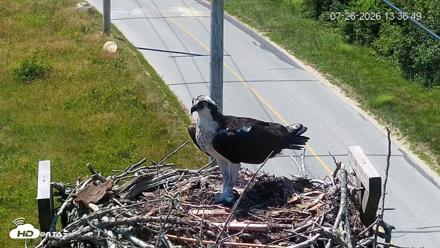 Fishers Island Middle Farms Ospreys Live Webcam - Jul 26, 2026, 10:26pm EDT