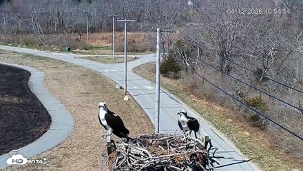 Fishers Island Middle Farms Ospreys Live Webcam - Apr 12, 2026, 7:32pm EDT