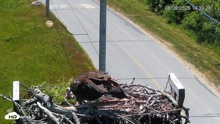 Fishers Island Middle Farms Ospreys Live Webcam - Jun 9, 2026, 2:31pm EDT