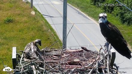 Fishers Island Middle Farms Ospreys Live Webcam - Jul 12, 2026, 1:59pm EDT