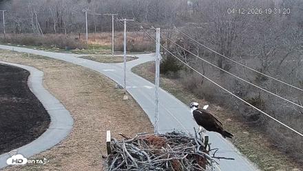 Fishers Island Middle Farms Ospreys Live Webcam - Apr 12, 2026, 7:31pm EDT
