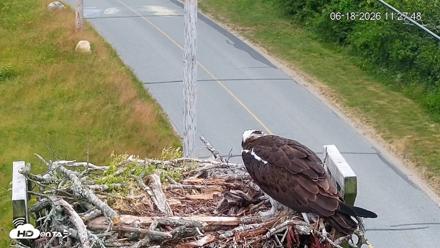Fishers Island Middle Farms Ospreys Live Webcam - Jun 18, 2026, 11:28am EDT