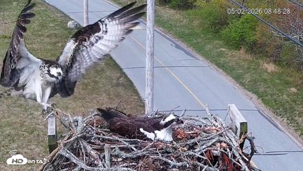 Fishers Island Middle Farms Ospreys Live Webcam - May 2, 2026, 9:08am EDT