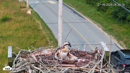 Fishers Island Middle Farms Ospreys Live Webcam - Jul 16, 2026, 8:31am EDT