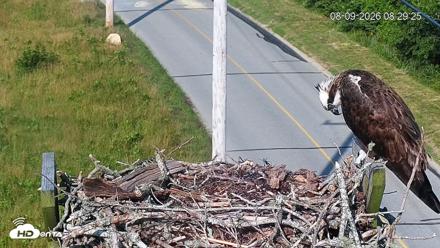 Fishers Island Middle Farms Ospreys Live Webcam - Aug 9, 2026, 8:30am EDT
