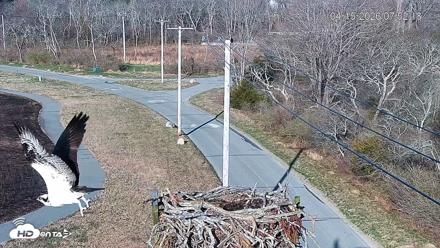 Fishers Island Middle Farms Ospreys Live Webcam - Apr 15, 2026, 8:07am EDT