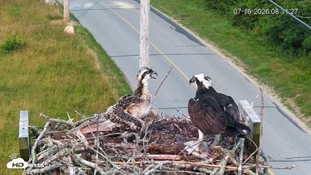 Fishers Island Middle Farms Ospreys Live Webcam - Jul 16, 2026, 8:34am EDT