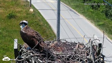 Fishers Island Middle Farms Ospreys Live Webcam - Aug 4, 2026, 1:43pm EDT