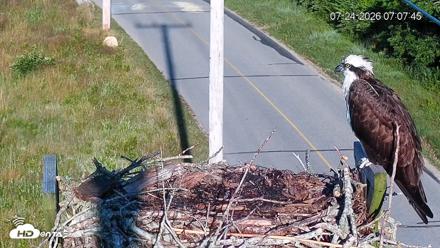 Fishers Island Middle Farms Ospreys Live Webcam - Jul 24, 2026, 7:09am EDT