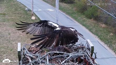 Fishers Island Middle Farms Ospreys Live Webcam - Apr 25, 2026, 12:53pm EDT