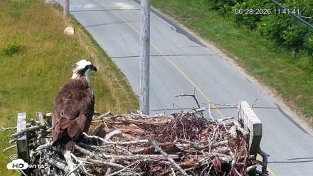 Fishers Island Middle Farms Ospreys Live Webcam - Jun 28, 2026, 11:42am EDT