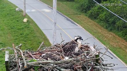 Fishers Island Middle Farms Ospreys Live Webcam - Jul 16, 2025, 7:36am EDT