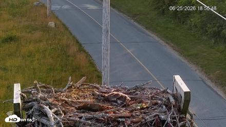 Fishers Island Middle Farms Ospreys Live Webcam - Jun 25, 2026, 6:57pm EDT