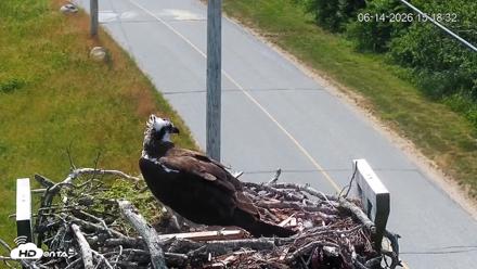 Fishers Island Middle Farms Ospreys Live Webcam - Jun 14, 2026, 3:19pm EDT