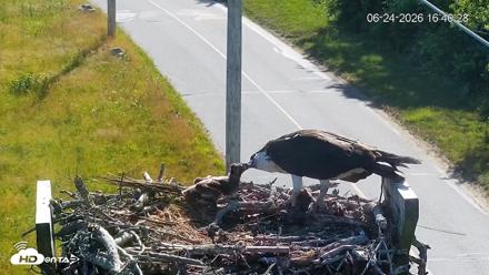 Fishers Island Middle Farms Ospreys Live Webcam - Jun 24, 2026, 4:41pm EDT