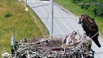 Fishers Island Middle Farms Ospreys Live Webcam - Jul 8, 2026, 11:00am EDT