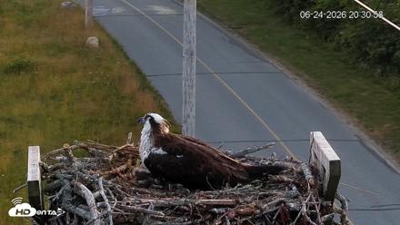 Fishers Island Middle Farms Ospreys Live Webcam - Jun 24, 2026, 8:31pm EDT