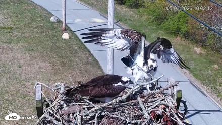 Fishers Island Middle Farms Ospreys Live Webcam - May 3, 2026, 11:03am EDT