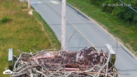 Fishers Island Middle Farms Ospreys Live Webcam - Jul 16, 2026, 8:13am EDT