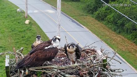 Fishers Island Middle Farms Ospreys Live Webcam - Jul 16, 2025, 7:38am EDT