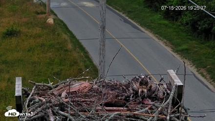 Fishers Island Middle Farms Ospreys Live Webcam - Jul 15, 2026, 7:27pm EDT