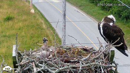 Fishers Island Middle Farms Ospreys Live Webcam - Jul 7, 2026, 11:19am EDT
